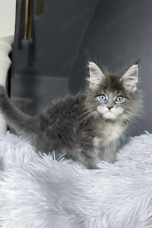 7 wunderschöne, geimpfte Maine-Coon-Kätzchen mit Stammbaum (3 Monate 3 Wochen) 