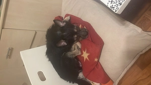 Lieber junger rüde zum abgeben  Bild 2