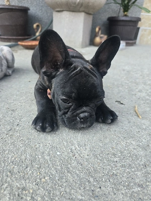Französische Bullddogge