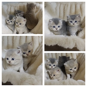 BKH Kitten Blue Golden Shaded 