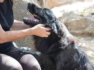 Alen sucht sein Zuhause (noch auf Sardinien)