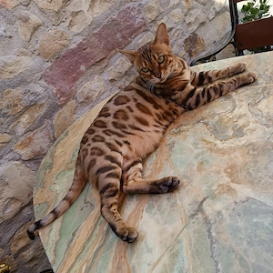 Wunderschöne reinrassige Bengalkatze weiblich kastriert Stammbaum vorhanden