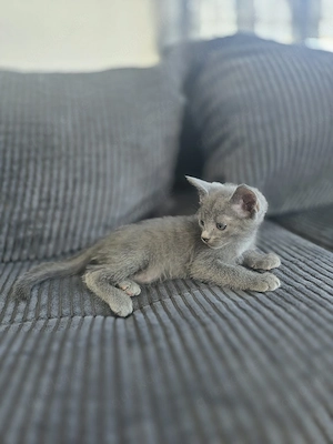 Don Sphynx  28.06.26