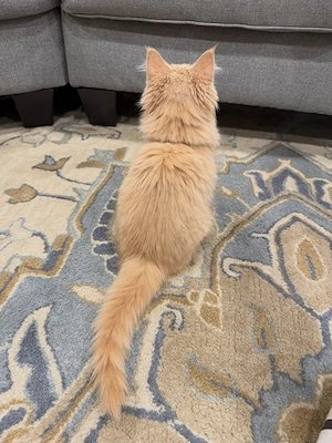 Main coon Katzen Bild 2