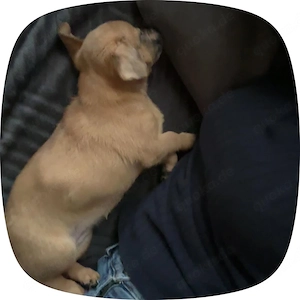 Peanut sucht Zh