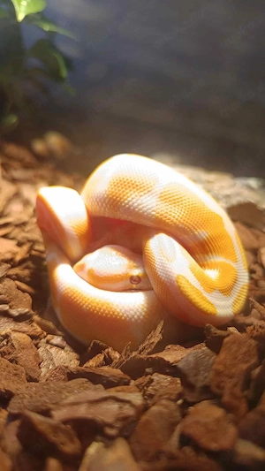 Königspython Albino Lavender + Terra & Zubehör 