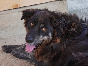 Otis sucht sein Zuhause (noch auf Sardinien)