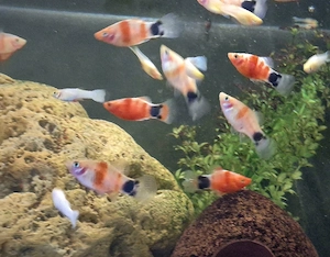 Platy Blutendes Herz Mickey Mouse Xiphophorus maculatus  Bild 2
