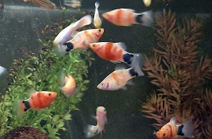 Platy Blutendes Herz Mickey Mouse Xiphophorus maculatus  Bild 3