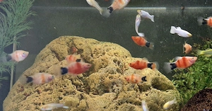 Platy Blutendes Herz Mickey Mouse Xiphophorus maculatus  Bild 4