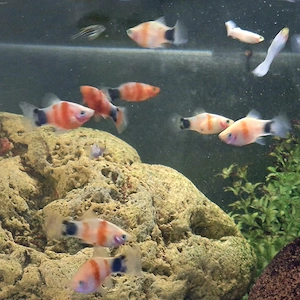Platy Blutendes Herz Mickey Mouse Xiphophorus maculatus  Bild 5