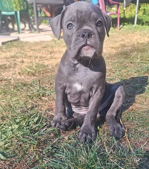 Englische Bulldogge 