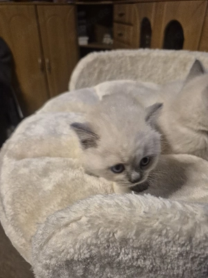 BKH Seal Point Kitten
