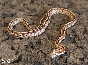Tessera, Motley aus Pied