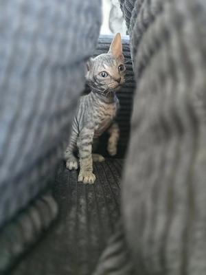 Don Sphynx  19.06.26