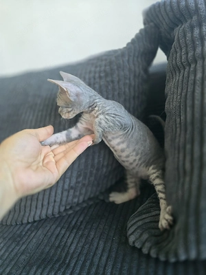 Don Sphynx 