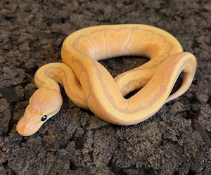 Banana Pinstripe 