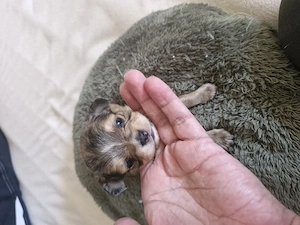 Chihuahua Welpen 
