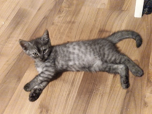 Wundervolle Kitten suchen einen Herzensmensch