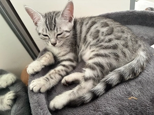 Wunderschönes Bengal-Mix-Mädchen sucht ihr Für-immer-Zuhause