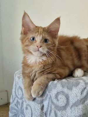 Maine Coon Junge mit Stammbaum. 