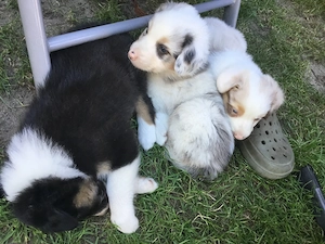 Australian Shepherd Jungtiere suchen ein Zuhause 