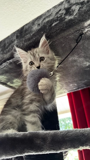 Maine-Coon Persermix 