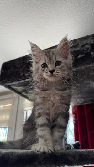 Maine-Coon Persermix 