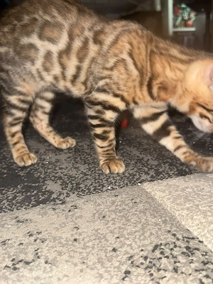 Bengal Katze Kitten Baby Katze