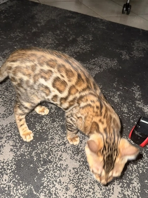 Bengal Katze Kitten Baby Katze