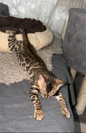 Bengal Katze Kitten Baby Katze