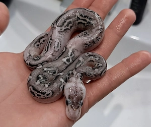 1.0 Black Pastel Pastel Wookie Crypton Köigspython 
