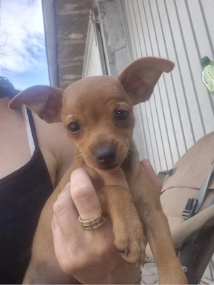 Zwergpinscher Weibchen