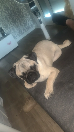 Mops welpe