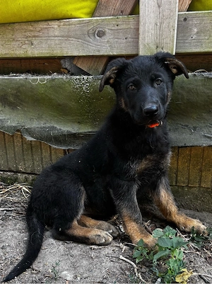 Schäferhund Welpen 