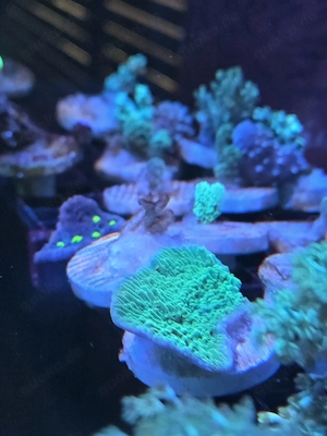 Montipora Foliosa grün Ableger (Anfänger Koralle)
