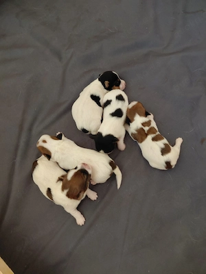Jack Russel Terrier Rauhaar