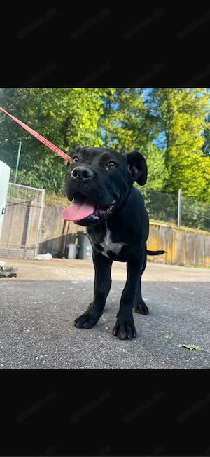 Reinrassige 2 Cane Corso Welpen 5Moate sofort abgabebereit