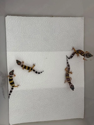 Nachzuchten Leopardgeckos 0.0.1