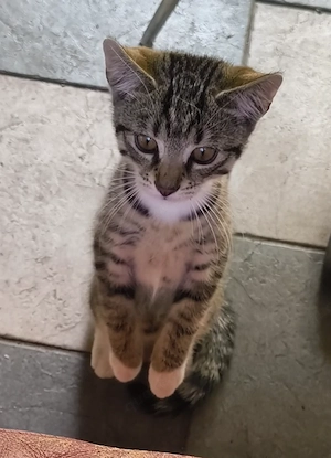 Kalifornische Katzen 