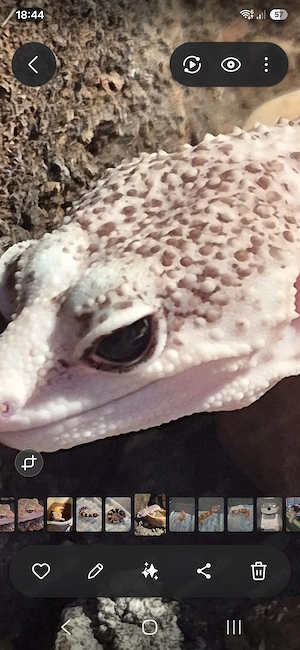1.0 Total Eclipse het Tremper Albino 