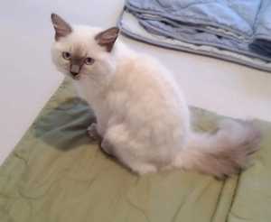 Ragdoll Mädchen !