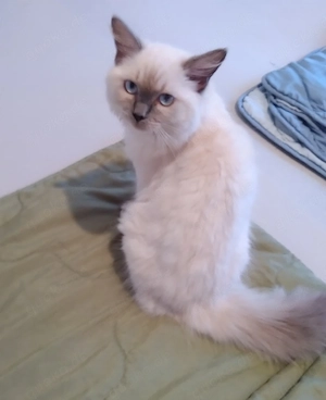 Ragdoll Mädchen !