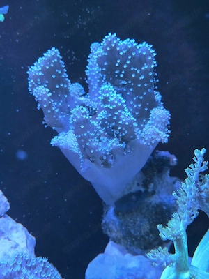 Lobophytum Fingerlederkoralle Ableger (Anfänger Koralle)