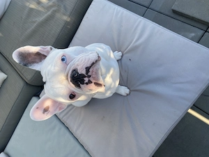 Französische Bulldogge Rüde 
