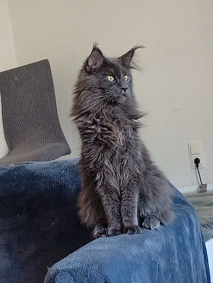 Reinrassige Maine coon Deckkater Odin  Bild 5