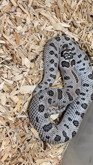 Heterodon Nasicus , Hakennasennatter 