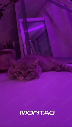bkh kitten zu verkaufen 