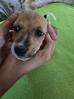 Jack Russel Hündin Maya 