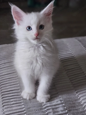 Süßes weißes Maine Coon Kitten Mädel mit blauen Augen 